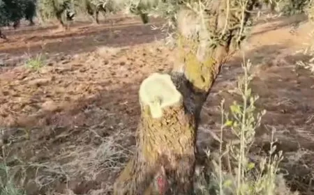 قطع أكثر من 200 شجرة زيتون في عفرين المحتلة