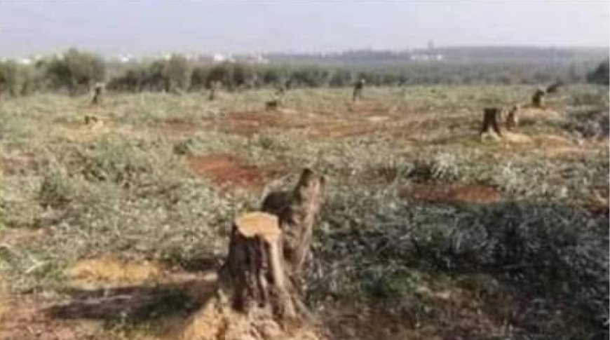 مرتزقة الاحتلال يقطعون 50 شجرة مثمرة