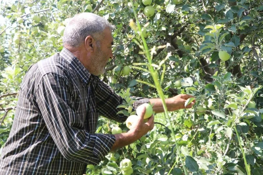 بدء موسم قطاف التفاح