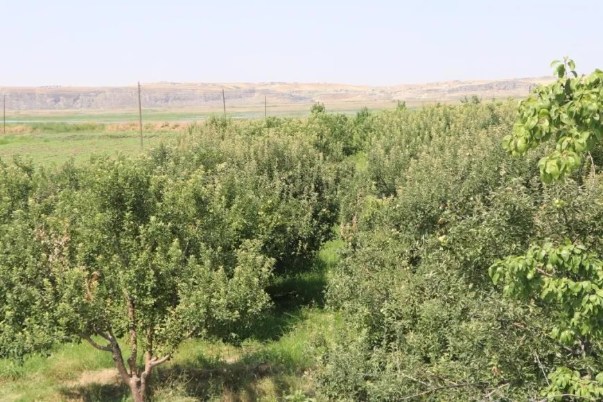 بدء موسم قطاف التفاح