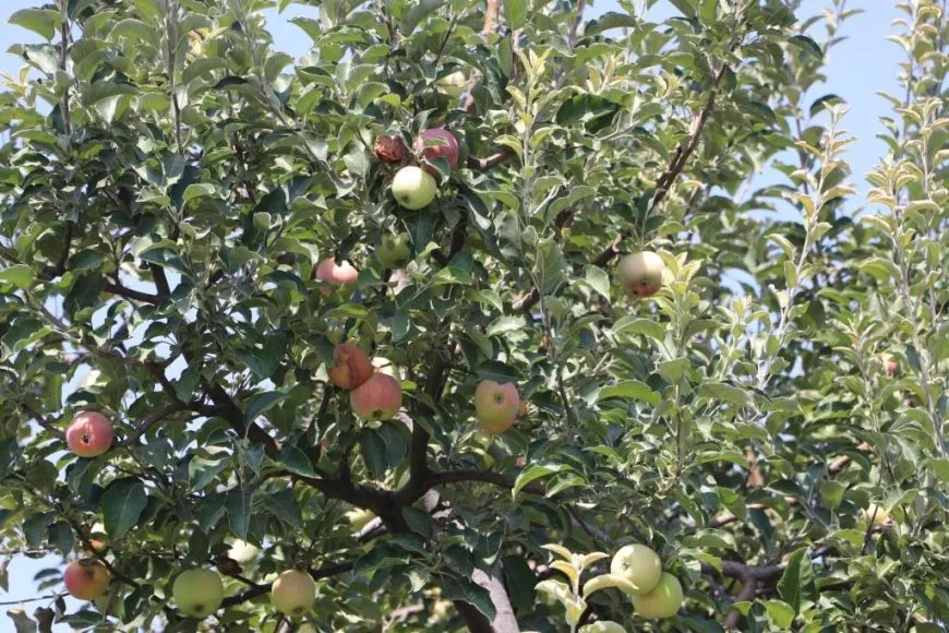 بدء موسم قطاف التفاح