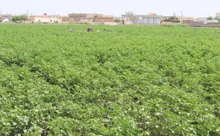 واقع مبشّر لموسم القطن في إقليم شمال وشرق سوريا