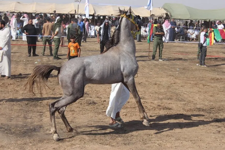 مهرجان الشهداء الأول لسباق الخيول الأصيلة في كركي لكي
