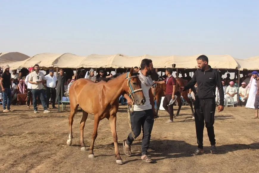 مهرجان الشهداء الأول لسباق الخيول الأصيلة في كركي لكي
