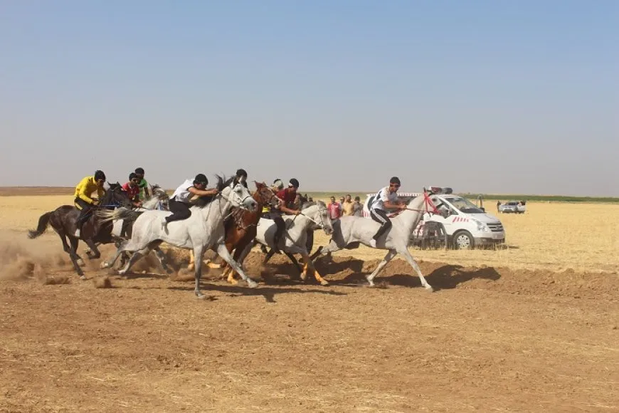 سباق للخيول الأصيلة في مقاطعة الجزيرة بمشاركة 88 فارساً