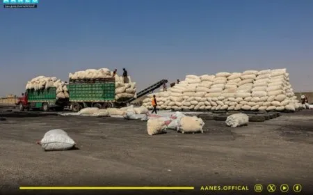 استلام 8600 طن من القطن في إقليم شمال وشرق سوريا