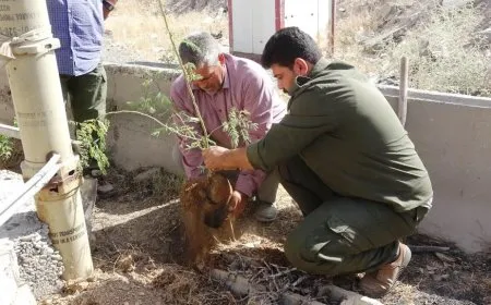 زراعة الأشجار في مداخل مدينة عين عيسى