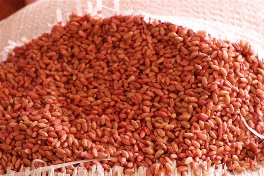 توزيع بذار القمح.. الإدارة الذاتية تخسر 195 دولاراً في الطن الواحد