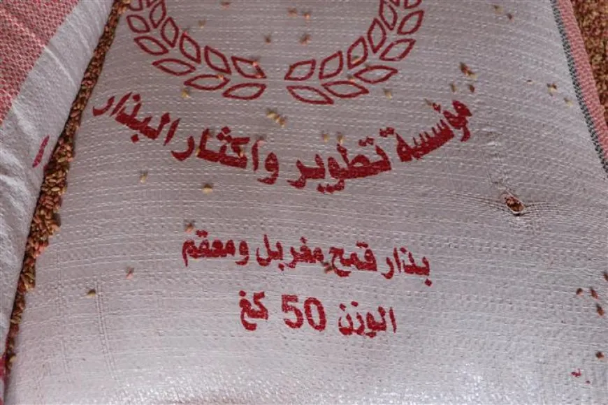 توزيع بذار القمح.. الإدارة الذاتية تخسر 195 دولاراً في الطن الواحد