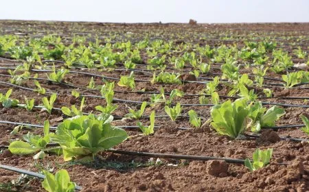 مشروع زراعي نموذجي متكامل في قامشلو