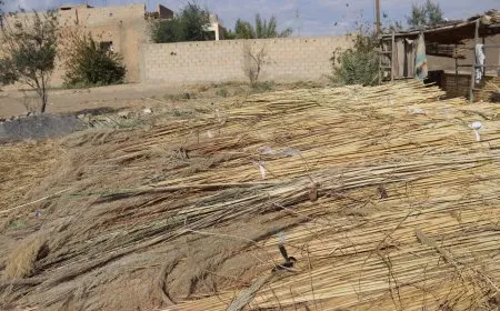 نسج أعواد الزل حرفة لا تزال حاضرة في مقاطعة دير الزور