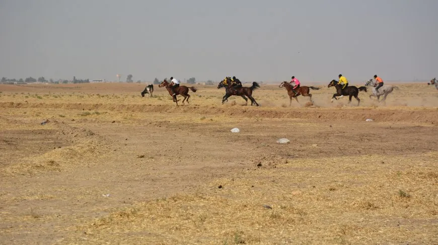 سباق للخيول الأصيلة في مقاطعة الجزيرة