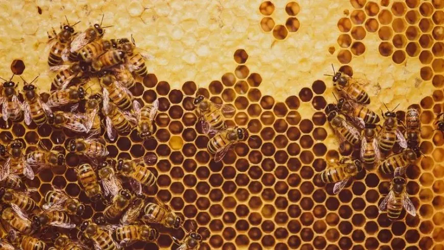 دراسة أميركية: النحل والكلاب يتفوقون على التكنولوجيا في اكتشاف السرطان