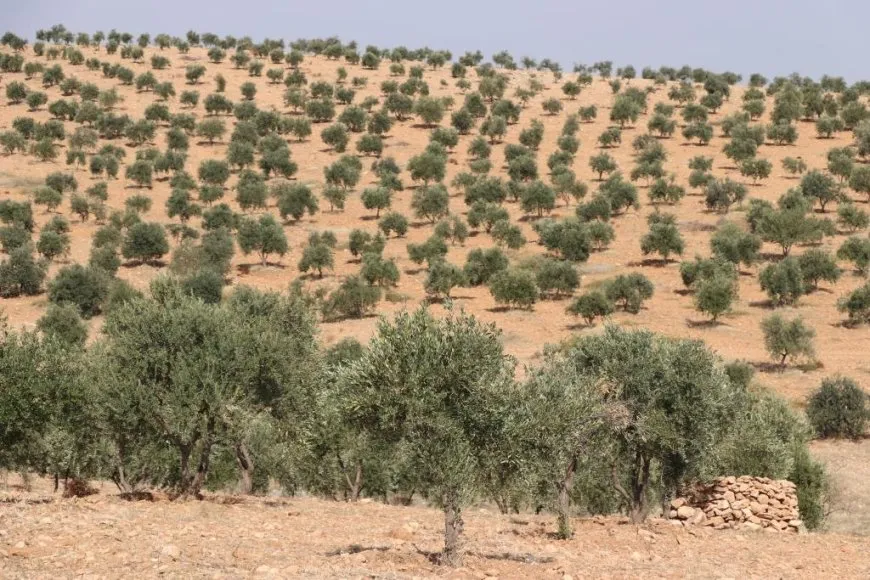 بدء موسم قطاف الزيتون والمزارعون متخوفون من الهجمات التركية
