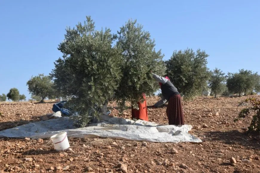 بدء موسم قطاف الزيتون والمزارعون متخوفون من الهجمات التركية