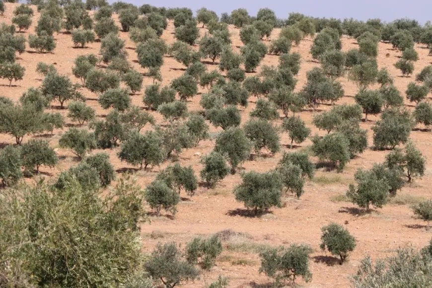 بدء موسم قطاف الزيتون والمزارعون متخوفون من الهجمات التركية