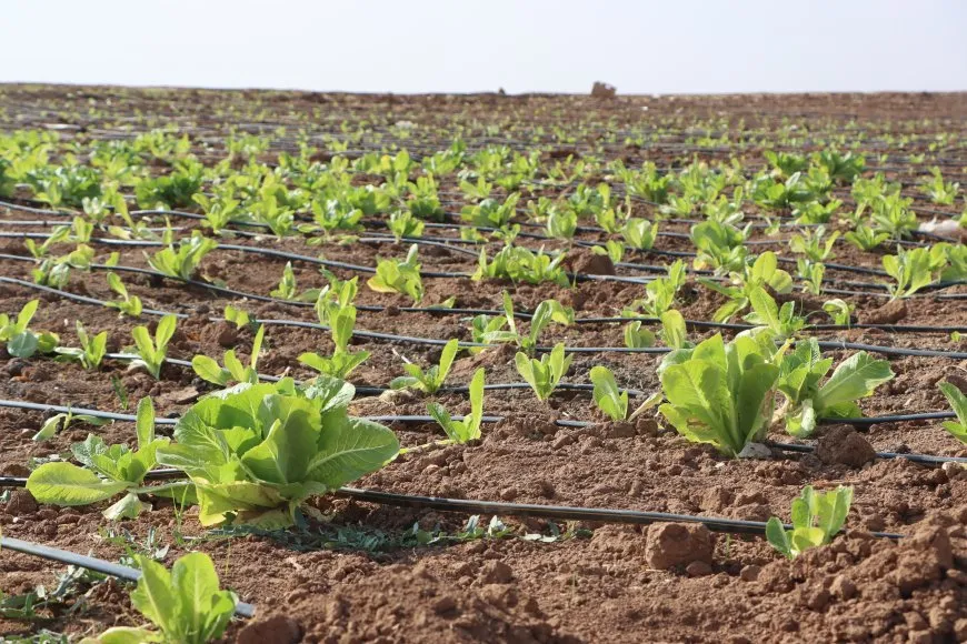 مشروع زراعي نموذجي متكامل في قامشلو
