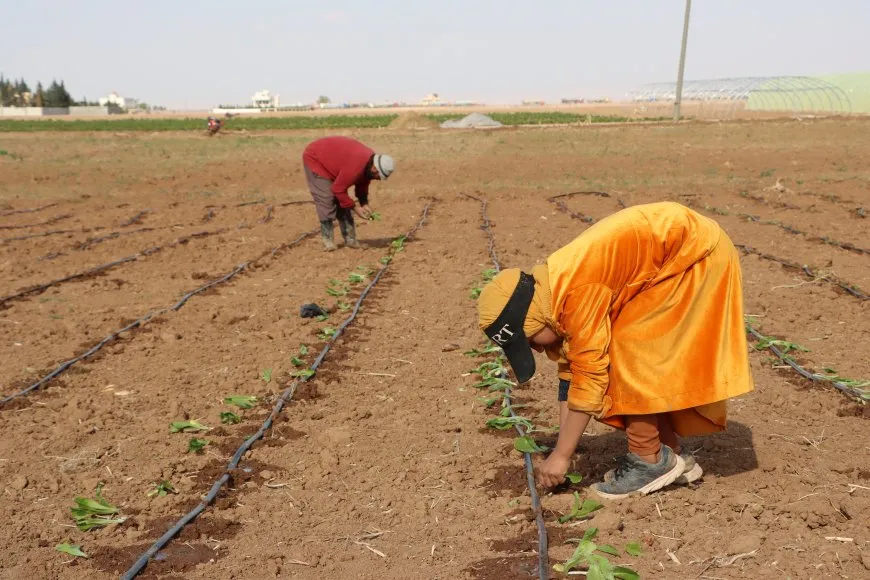 مشروع زراعي نموذجي متكامل في قامشلو