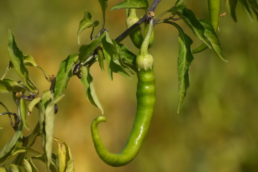 مشروع زراعي نموذجي متكامل في قامشلو