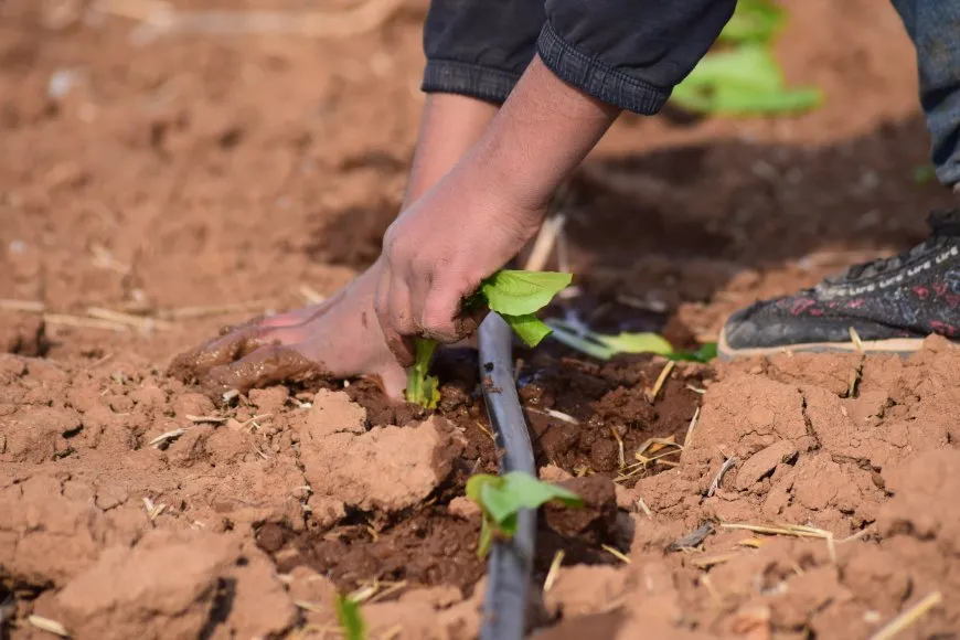 مشروع زراعي نموذجي متكامل في قامشلو
