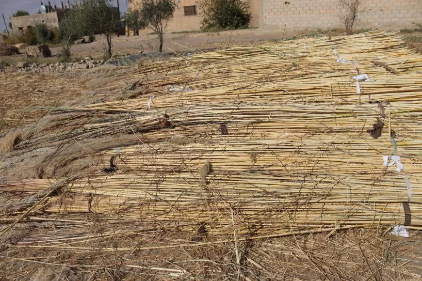 نسج أعواد الزل حرفة لا تزال حاضرة في مقاطعة دير الزور