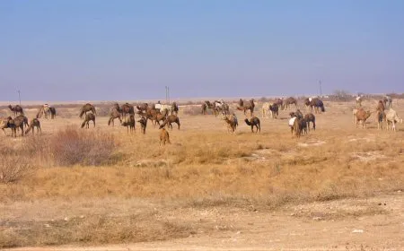 مربّو الإبل في الهول يتجهون إلى بحيرة الخاتونية بحثاً عن الماء والمرعى