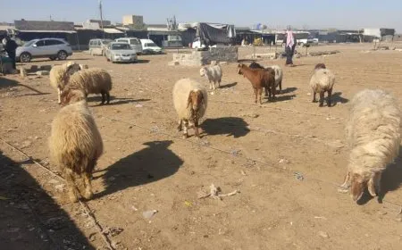  تحديات كبرى تواجه مربّي الثروة الحيوانية وهيئة الزراعة تقدم الدعم