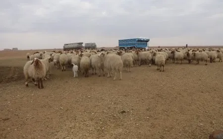 إحصاء رؤوس الماشية في ريف دير الزور الشرقي تمهيداً لتقديم الدعم للمربين