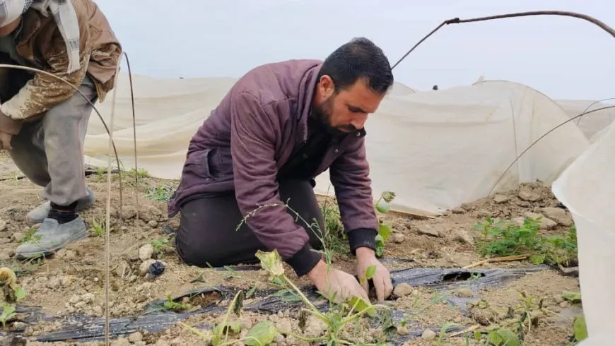 زراعة الخضار الباكورية فرص عمل وتحقيق الاكتفاء الذاتي من الخضروات