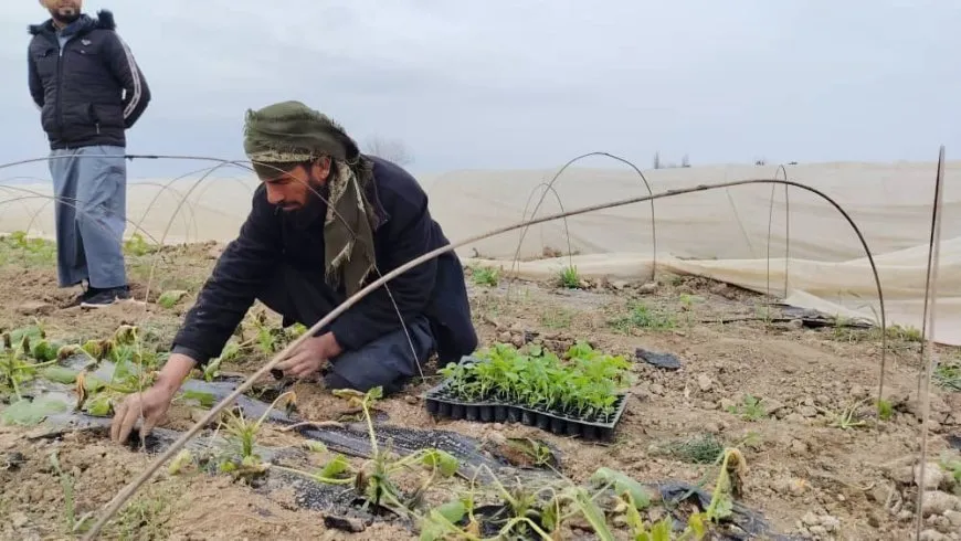 زراعة الخضار الباكورية فرص عمل وتحقيق الاكتفاء الذاتي من الخضروات