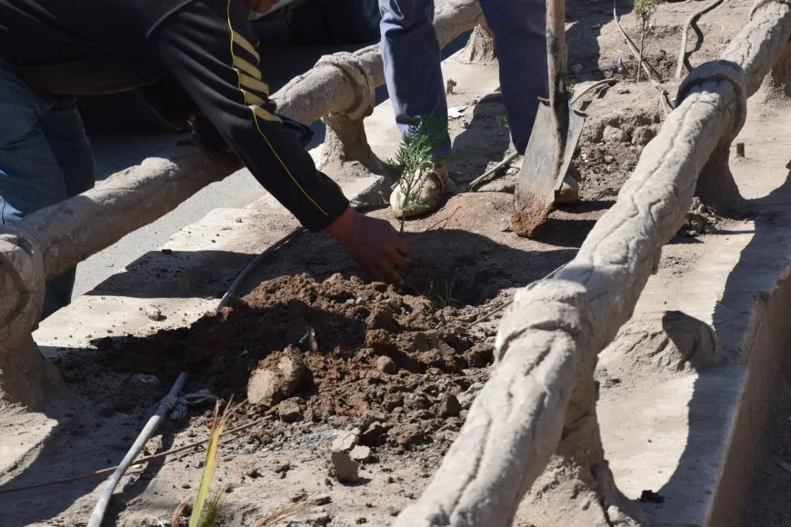 بلدية الشعب تطلق حملة تشجير في مدينة كركي لكي 