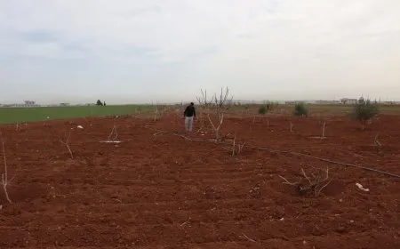 الجفاف وهجمات الاحتلال يتسببان بتدمير الزراعة وتربية الحيوان
