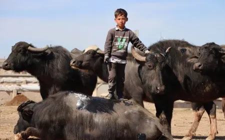 الجواميس والأطفال: لوحة ريفية تنبض بالحياة