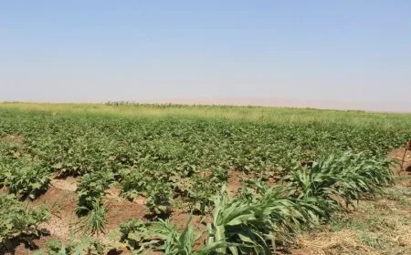 إجراءات لدعم القطاع الزراعي في إقليم شمال وشرق سوريا