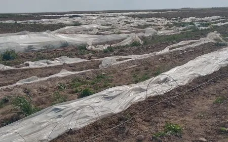 العاصفة الغبارية تُلحق أضراراً فادحة بالخضار الصيفية في الهول