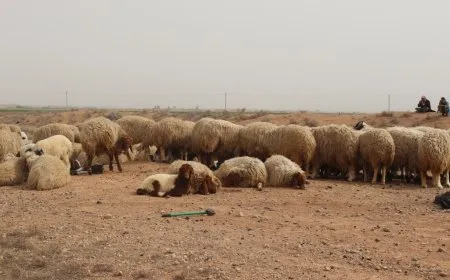 إرشادات من طبيب بيطري لمواجهة الجفاف الذي يهدد الثروة الحيوانية