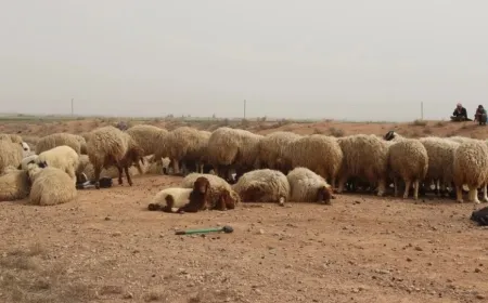 إرشادات من طبيب بيطري لمواجهة الجفاف الذي يهدد الثروة الحيوانية