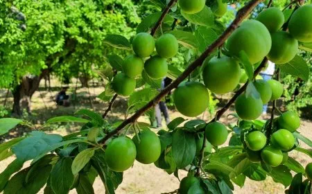 مزارعو الرقة يباشرون جني أولى ثمار اشجار اللوزيات