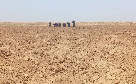 مزارعو الهول يبدؤون بزراعة "الذهب الأبيض"