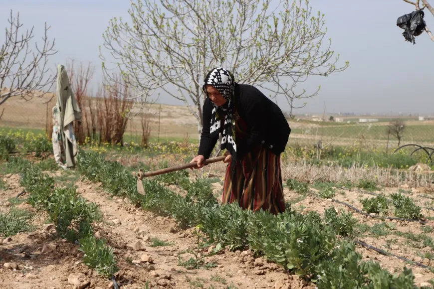 الجفاف وهجمات الاحتلال يتسببان بتدمير الزراعة وتربية الحيوان