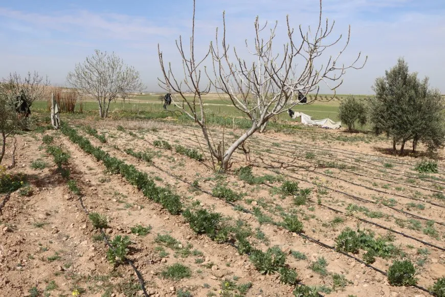 الجفاف وهجمات الاحتلال يتسببان بتدمير الزراعة وتربية الحيوان