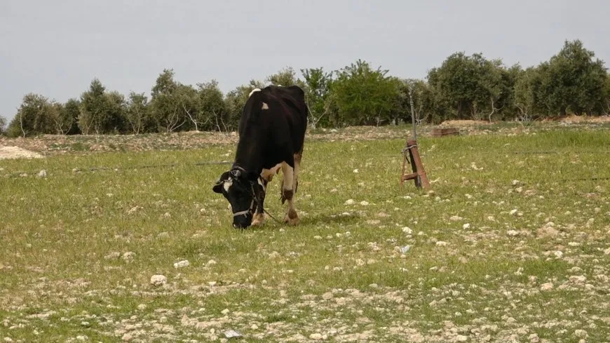 الجفاف وهجمات الاحتلال يتسببان بتدمير الزراعة وتربية الحيوان