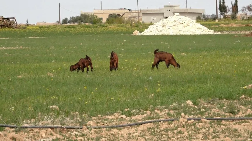 الجفاف وهجمات الاحتلال يتسببان بتدمير الزراعة وتربية الحيوان