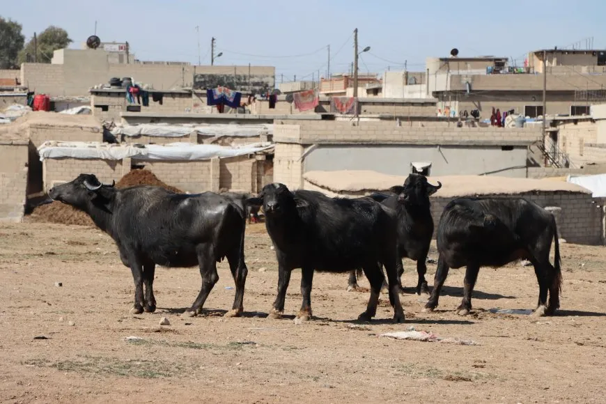 الجواميس والأطفال: لوحة ريفية تنبض بالحياة