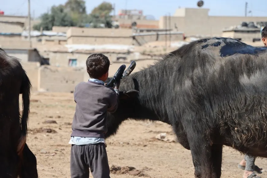الجواميس والأطفال: لوحة ريفية تنبض بالحياة