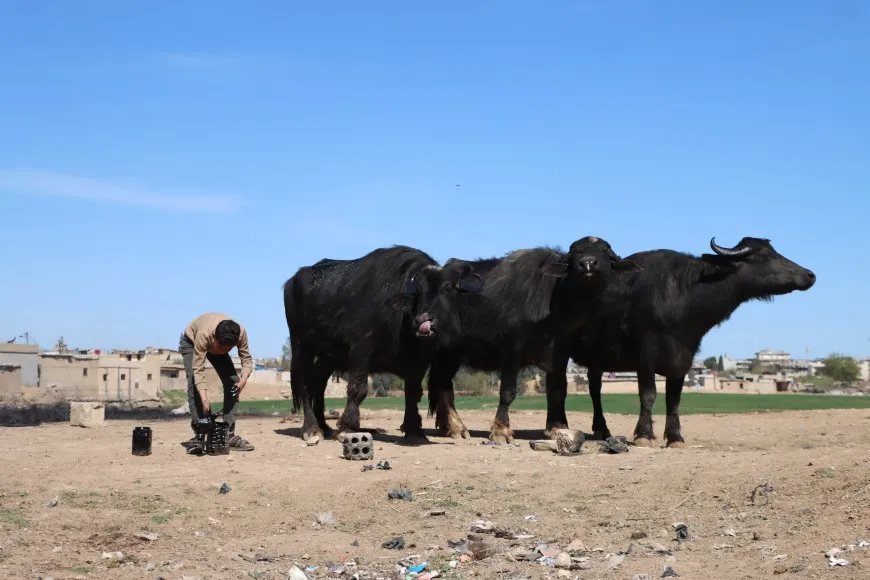 الجواميس والأطفال: لوحة ريفية تنبض بالحياة