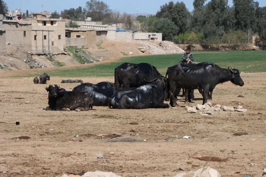 الجواميس والأطفال: لوحة ريفية تنبض بالحياة