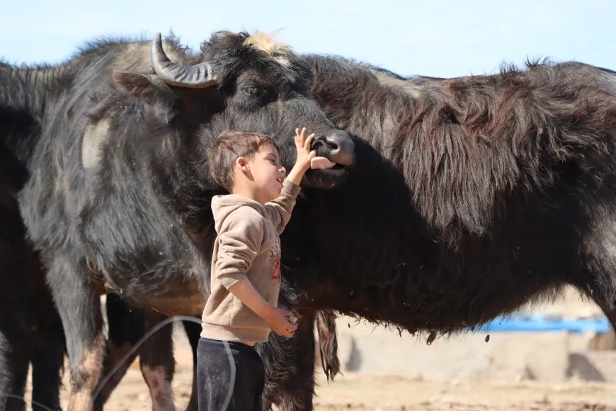 الجواميس والأطفال: لوحة ريفية تنبض بالحياة