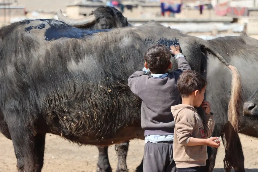 الجواميس والأطفال: لوحة ريفية تنبض بالحياة