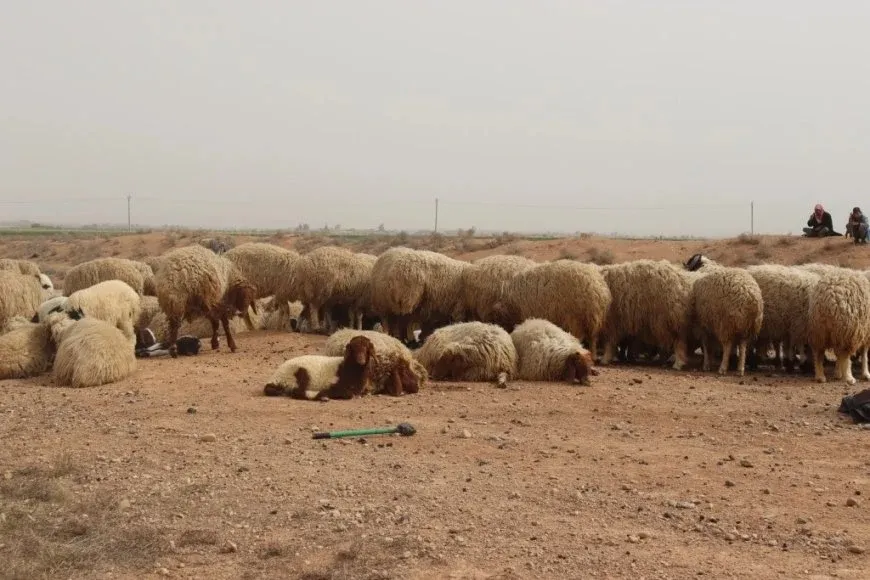 إرشادات من طبيب بيطري لمواجهة الجفاف الذي يهدد الثروة الحيوانية